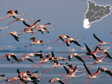 Delta de l'Ebre: Voir la fiche